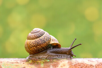 Little snail crawling on the metal pole
