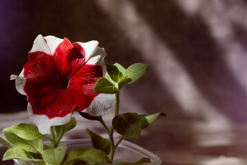 Red petunia flower. Beautiful floral background.