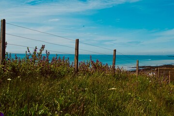 Obraz premium fence with wildflowers on the beach