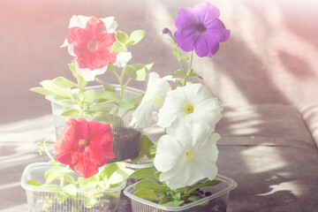 Colorful petunia flowers. In the sunlight. Floral background.