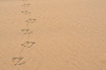 Bird tracks on beach sand, closeup. Space for text