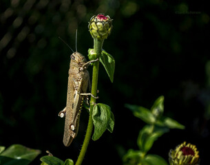 closeup profile of a large adult egyptian locust Anacridium aegyptium clinging to a zinnia stem on a black background