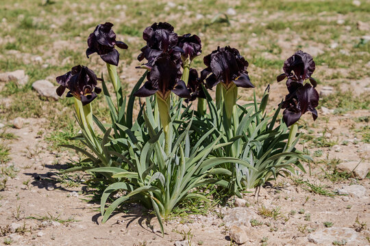 clump of rare wild royal black iris indigenous to Tel Arad and a nearby hillside in Israel in full bloom surrounded by sand and grazed wild grasses