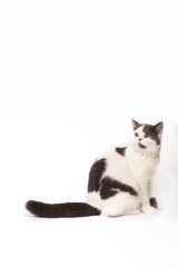 cute  white gray tabby cat on isolate background.