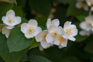 Blooming jasmine bush, branch, Philadelphus lewisii on a dark green background. Close-up of white flowers with a yellow center. Floral landscape for any wallpaper.