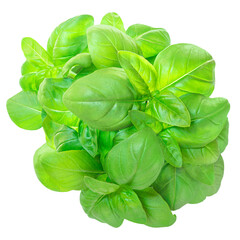 Fresh basil leaves isolated on  background. Green basil (Ocimum basilicum) heap top view. Food background.