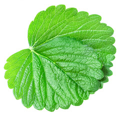 Strawberry leaf isolated on white background. Fresh green berry leaf closeup.