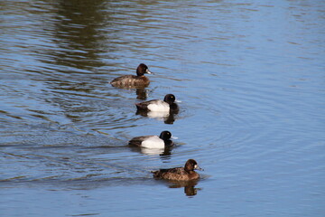 Line Of Waterfowl, Pylypow Wetlands, Edmonton, Alberta