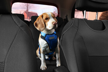 Cute Beagle dog in car. Adorable pet