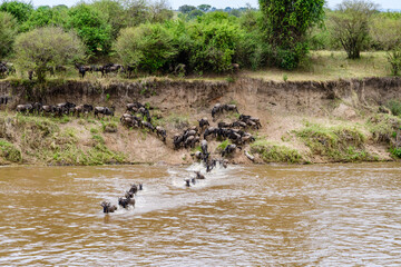 Wildebeests (Connochaetes) crossing Mara river at the Serengeti national park, Tanzania. Great...