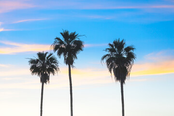 Obraz na płótnie Canvas 3 Palms Sunset 22