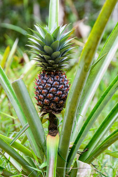 Pineapple plant with fruit at the plantation. Agricultural concept. Tropical fruit
