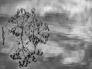 Reflection of a tree in water. Black and white photo