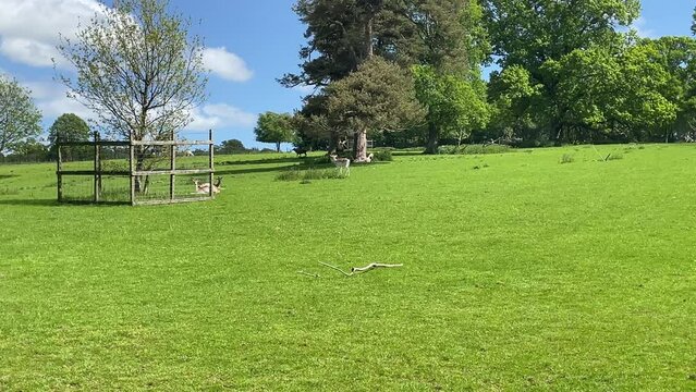 Static Panning Shot Of Red Deer And Alpacas In A Field At Culzean Castle, Scotland, UK