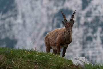 Naklejka na ściany i meble Alpine ibex in the mountains in the morning