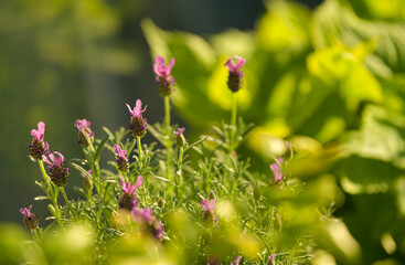 Close up view of a lavender plant in a pot photographed in the backyard garden in beautiful sunset light. Details of this beautiful flower from Lavandula family.