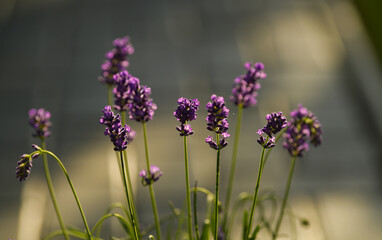 Close up view of a lavender plant in a pot photographed in the backyard garden in beautiful sunset light. Details of this beautiful flower from Lavandula family.