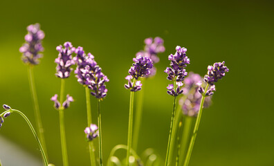 Close up view of a lavender plant in a pot photographed in the backyard garden in beautiful sunset light. Details of this beautiful flower from Lavandula family.