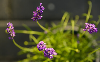 Close up view of a lavender plant in a pot photographed in the backyard garden in beautiful sunset light. Details of this beautiful flower from Lavandula family.
