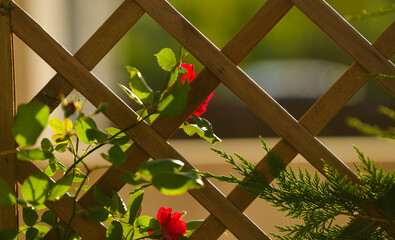 A beautiful climbing red rose flower hanged on a wooden stand for plants. Beautiful flowers inside the garden photographed in sunset light.