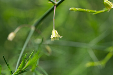 アスパラガスの花　学名：Asparagus officinalis　別名：オランダキジカクシ