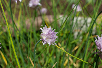 チャイブ（英: Chives、学名: Allium schoenoprasum var. schoenoprasum）和名：エゾネギ　別名：セイヨウアサツキ、食用