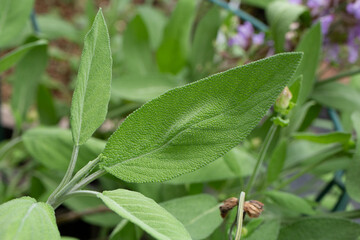 コモンセージ; 学名：Salvia officinalis.　５月撮影（東京）肉の臭み消しに使われるハーブ