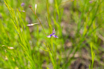 イトメハギ　学名：Polygala tenuifolia Willd.　生薬名：オンジ（不忘）英名：
Chinese senega　薬用　生薬原料