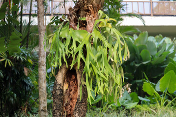 selective focus of platycerium plants of the genus Pteridophyta with the sub family Polypodiaceae that has leaves such as deer antlers