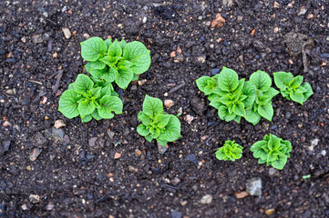 small new potato plants in dark fine soil