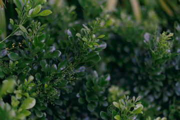 close up of a bunch of green parsley, green background