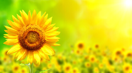 Bright yellow sunflower on blurred sunny nature background. Horizontal summer banner with sunflowers field - Powered by Adobe