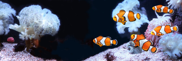 Fototapeta na wymiar Sea anemone and clown fish in marine aquarium. Isolated on black background. Horizontal banner with tropical fis
