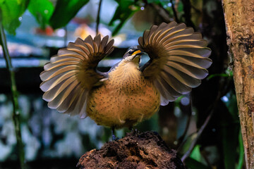 Victoria's Riflebird displaying
