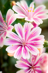 Beautiful vivid pink cliff maids blooming on the balcony in spring
