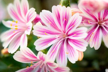 Beautiful vivid pink cliff maids blooming on the balcony in spring