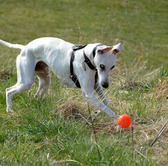 White whippet chases an orange ball on a lawn