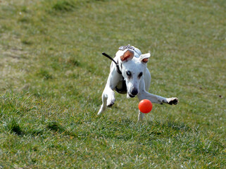 White whippet chases an orange ball on a lawn