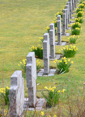 Row of crucifixes with yellow daffodil.