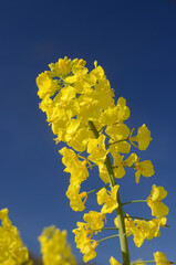 Closeuip on rapeseed head with flowers with a blue sky background,
