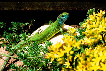 European green lizard (Lacerta viridis) sunbathing in the garden surrounded by flowers