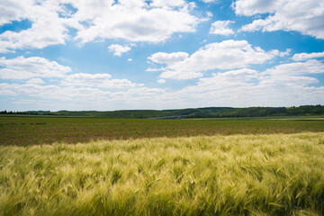 Obraz premium Green wheat field in the hungarian countryside