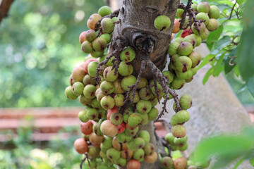 selective focus of Ficus racemosa, the cluster fig, red river fig or gular, is a species of plant in the family Moraceae which is still related to figs