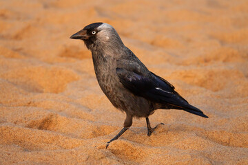 Bird Jackdaw walking on the sand at sunset