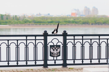 Magpie sits on the railing of the embankment. Blurred background. The State Emblem of Russia on a metal fence.