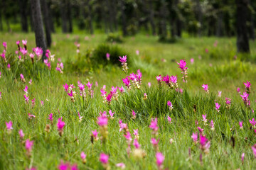 Curcuma Sessilis or Siam Tulip Flower in the nature