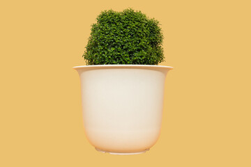 Decoration plant on pot on isolated background