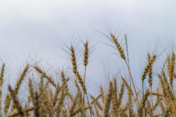 close-up of wheat in a field against the sky