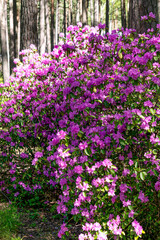 Blooming rhododendron bushes with purple delicate flowers in the spring garden close-up.