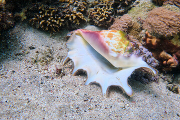 Fish, Shell, Coral Reef, Underwater World, Maritime, Red Sea, Egypt